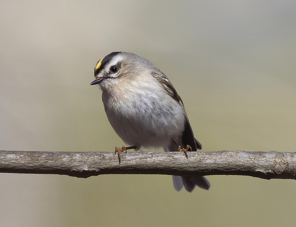 Golden-crowned Kinglet, Regulus satrapa, Beaver Valley CBC, Jackson County, Ohio, December 30, 2024 (9)