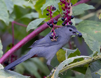 Gray Catbird, Dumetella carolinensis, on Phytolacca americana, McCormac yard, Franklin County, Oh (10)