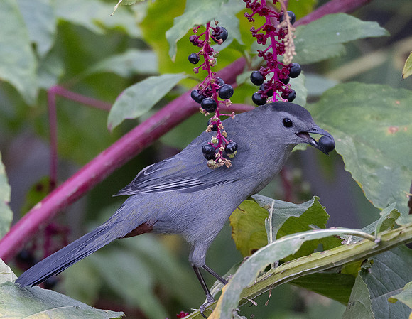 Gray Catbird, Dumetella carolinensis, on Phytolacca americana, McCormac yard, Franklin County, Oh (10)