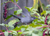 Gray Catbird, Dumetella carolinensis, on Phytolacca americana, McCormac yard, Franklin County, Ohio (1)