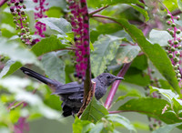 Gray Catbird, Dumetella carolinensis, McCormac yard, Franklin County, Ohio, August 20, 2025 (39)