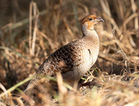 Gray Francolin, Ortygornis pondicerianus, Maui, Hawaii, November 20, 2024 (20)