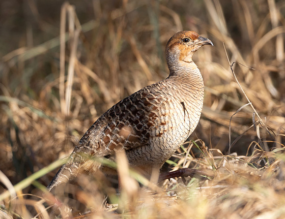 Gray Francolin, Ortygornis pondicerianus, Maui, Hawaii, November 20, 2024 (20)