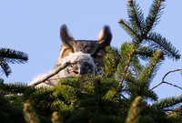 Great Horned Owl, Bubo virginianus, nest with one chick, Columbus, Franklin County, Ohio, March 14, 2025 (1)