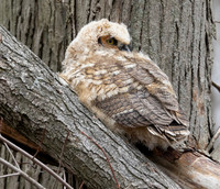 Great Horned Owl, Bubo virginianus, Glacier Ridge MP, Union County, Ohio, April 6, 2025 (3)