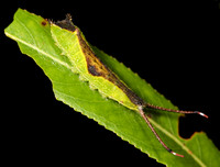 Black-etched Prominent caterpillar, Cerura scitiscripta, Perry County, Ohio, August 27, 2014