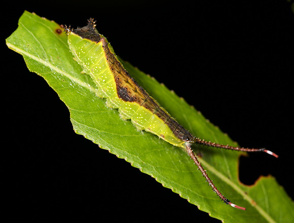 Black-etched Prominent caterpillar, Cerura scitiscripta, Perry County, Ohio, August 27, 2014