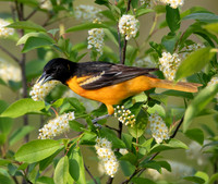 Baltimore Oriole, Icterus galbula, Pigeon River State Forest., Michigan, May 26, 2017 (1)