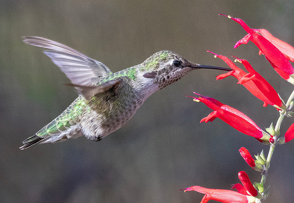 Anna's Hummingbird, Calypte anna, Columbus, Ohio, November 9, 2024 (4)