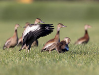 Black-bellied Whistling-Duck, Dendrocygna autumnalis, OSU OARDC, Wayne County, Ohio, October 20, 2024 (28)