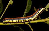 Brown-hooded Owlet Moth caterpillar, Cucullia convexipennis, Pike County, Ohio, July 31, 2020