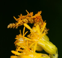 Camouflaged Looper, Synchlora aerata, on Solidago altissima, Crawford County, Ohio, September 1, 2014
