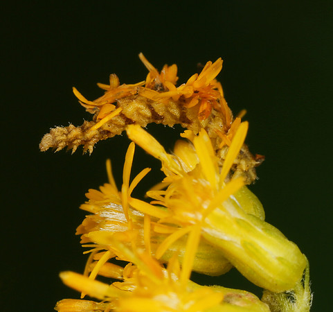 Camouflaged Looper, Synchlora aerata, on Solidago altissima, Crawford County, Ohio, September 1, 2014
