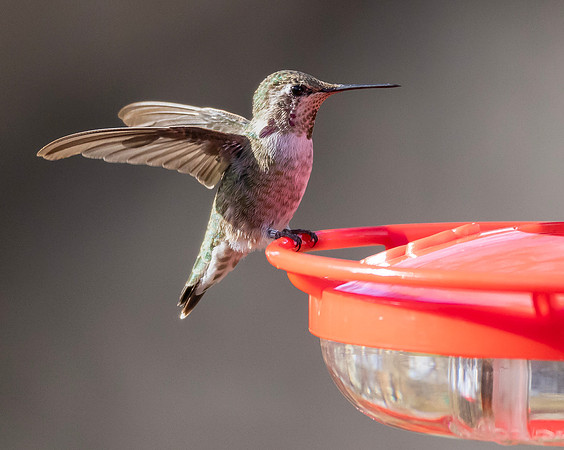 Anna's Hummingbird, Calypte anna, Columbus, Ohio, November 9, 2024 (1)