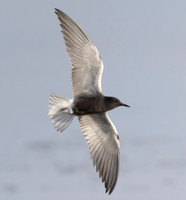 Black Tern, Chlidonias niger, Montezuma NWR, New York, June 1, 2024