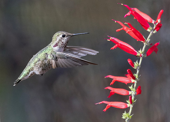Anna's Hummingbird, Calypte anna, Columbus, Ohio, November 9, 2024 (3)