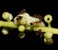 Appalachian Azure, Celastrina neglectamajor, caterpillar tended by ants, Scioto Co., Ohio.