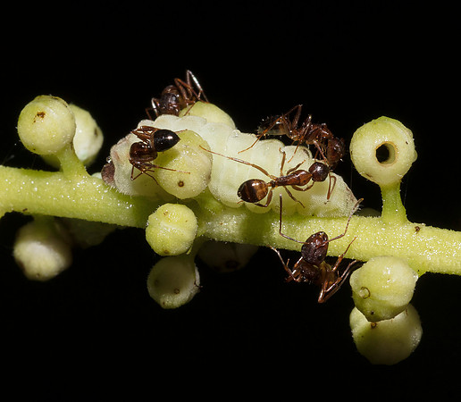 Appalachian Azure, Celastrina neglectamajor, caterpillar tended by ants, Scioto Co., Ohio.