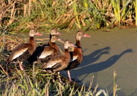 Black-bellied Whistling-Duck, Dendrocygna autumnalis, OSU OARDC, Wayne County, Ohio, October 20, 2024 (16)