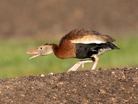 Black-bellied Whistling-Duck, Dendrocygna autumnalis, OSU OARDC, Wayne County, Ohio, October 20, 2024 (24)