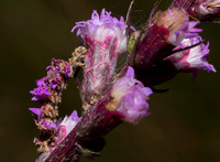 Camouflaged Looper caterpillar, Synchlora aerata, on Liatris, Champaign County, Ohio, August 9, 2019
