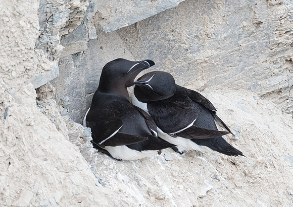 A pair of razorbills nest on a sheer cliff overlooking the Gulf of St. Lawrence. Quebec, Canada.