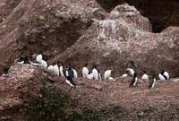 Common Murre, Uria aalge. Bonaventure Island, Perce, Quebec, Canada, July 1, 2018 (2)