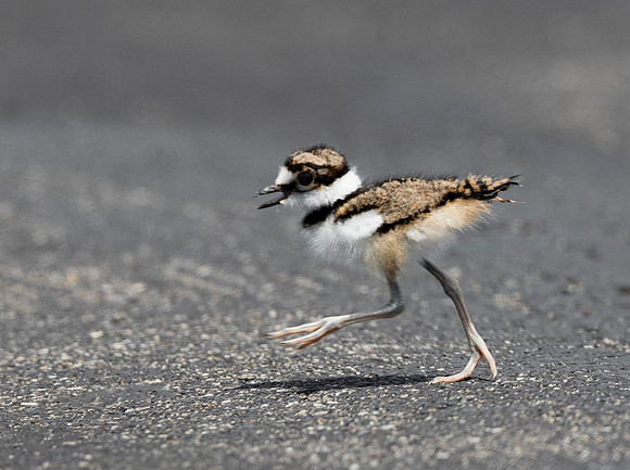 Killdeer, Charadrius vociferus, juvenile