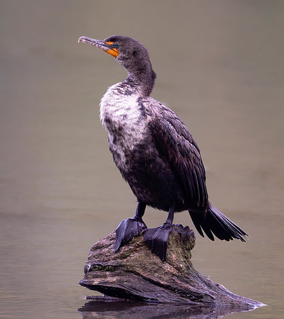 Double-crested Cormorant, Phalacrocorax auritus, Hocking County, Ohio, May 11, 2021 (11)