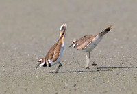 Killdeer, Charadrius vociferus