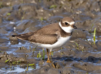 Semipalmated Plover, Charadrius semipalmatus, Auglaize County, Ohio, September 1, 2021 (11)