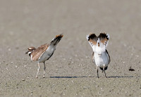 Killdeer, Charadrius vociferus (2)