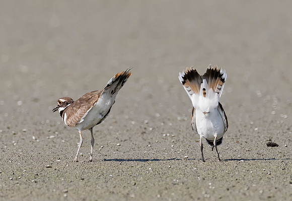 Killdeer, Charadrius vociferus (2)