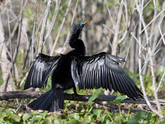 Anhinga, Anhinga anhinga. Lake Apopka, Florida. February 24, 2017