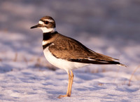 Killdeer, Charadrius vociferus, Muskingum County, Ohio, February 24, 2021