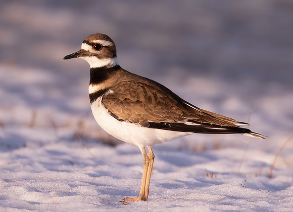 Killdeer, Charadrius vociferus, Muskingum County, Ohio, February 24, 2021