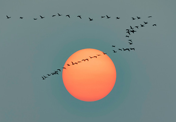 Double-crested Cormorants, in front of rising sun, Sandusky County, Ohio, August 19, 2018