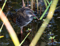 Virginia Rail, Rallus limicola, Glacier Ridge Metro Park, Union Co., OH June 28, 2019 (13)