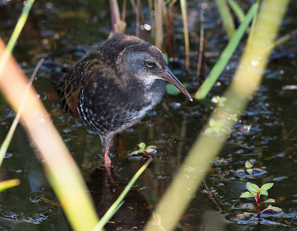 Virginia Rail, Rallus limicola, Glacier Ridge Metro Park, Union Co., OH June 28, 2019 (13)