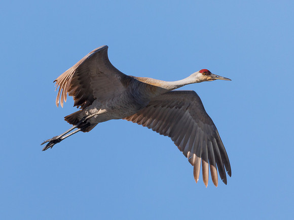 Sandhill Crane, Grus canadensis