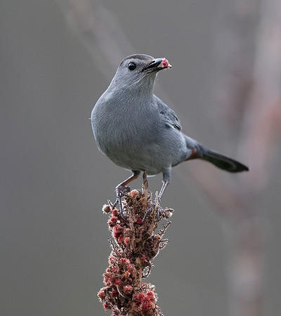 Gray Catbird, Dumatella carolinensis. Monongehala National Forest, West Virginia. May 1, 2016