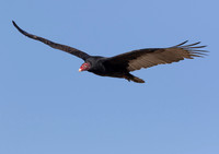 Turkey Vulture, Cathartes aura, Auglaize County, Ohio, October 11, 2015 (6)