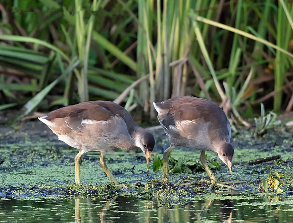 Common Gallinule, Gallinula chloropus. Killbuck Marsh, Wayne County, Ohio. August 18, 2018
