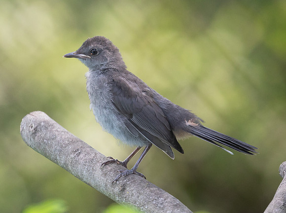 Gray Catbird, Dumetella carolinensis, juvenile, Franklin County, Ohio, August 15, 2020
