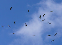 Turkey Vulture, Cathartes aura, Adams County, Ohio, August 27, 2011