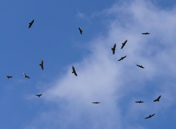 Turkey Vulture, Cathartes aura, Adams County, Ohio, August 27, 2011