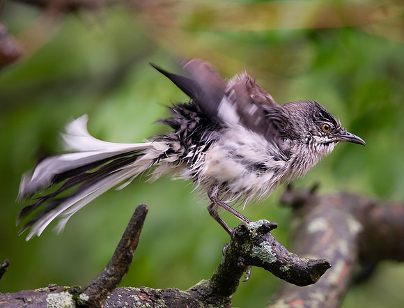 Northern Mockingbird, Mimus polyglottos, Franklin County, Ohio, April 29, 2021