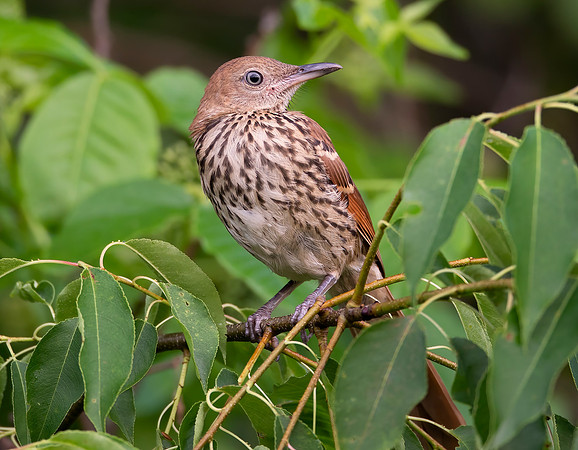 Brown Thrasher, Toxostoma rufum, juvenile, Champaign County, Ohio, June 8, 2021 (6)