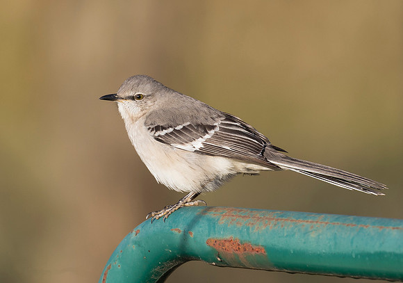 Northern Mockingbird, Mimus polyglottos (2)