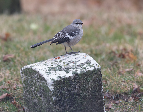 Northern Mockingbird, Mimus polyglottos (4)